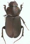 Pseudopodotenus fulviventris